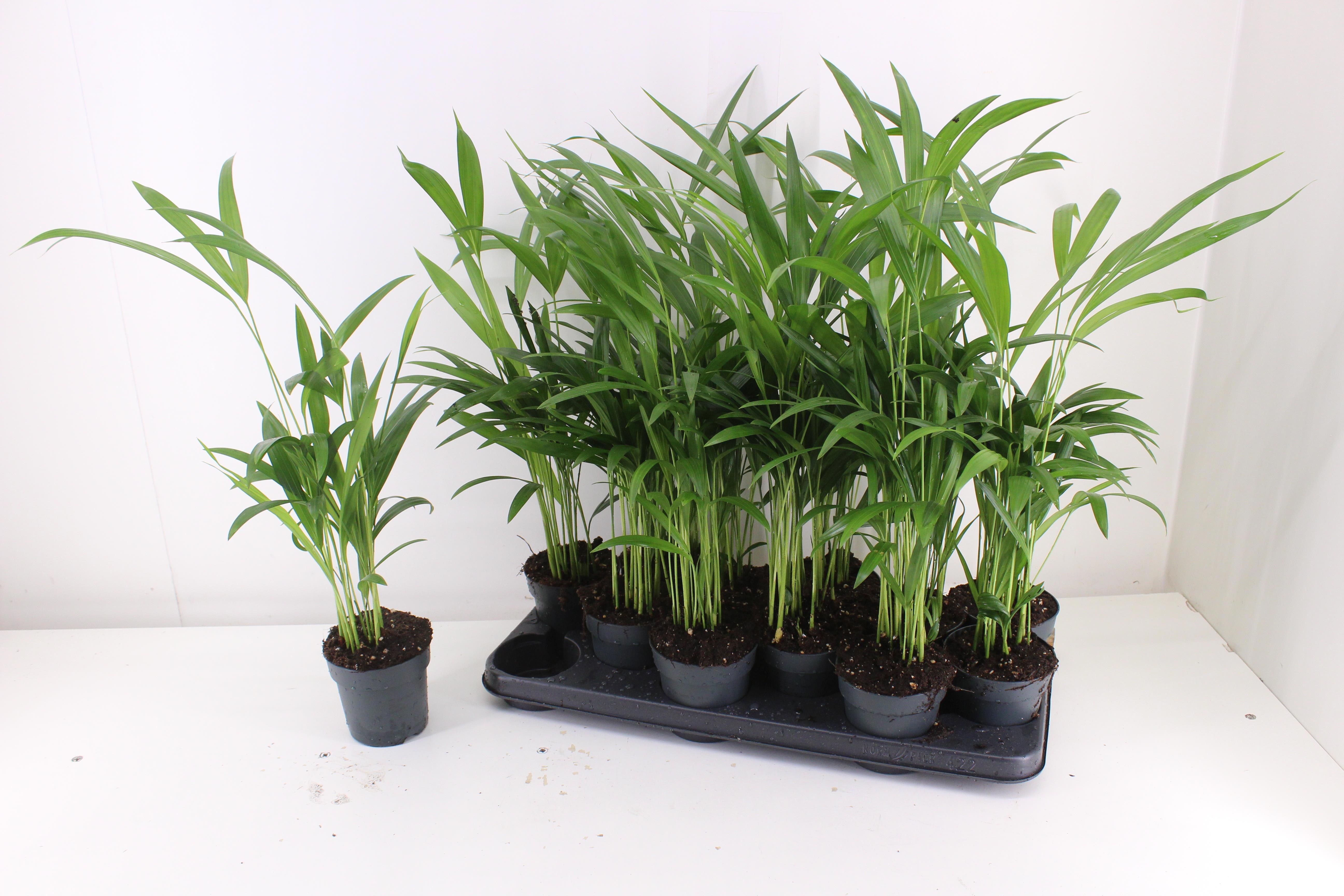 Горшечные цветы и растения оптом Dypsis Lutescens от 12шт из Голландии с доставкой по России