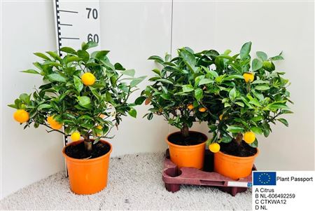 Горшечные цветы и растения оптом Citr Microcarpa 5+ от 2шт (для телеги) из Голландии с доставкой по России