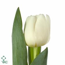Срезанные цветы оптом Tulipa si antarctica от 150шт из Голландии с доставкой по России