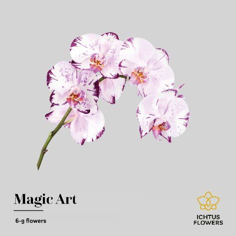 Срезанные цветы оптом Phalaenopsis magic art (per stem) от 18шт.. из Голландии с доставкой по России