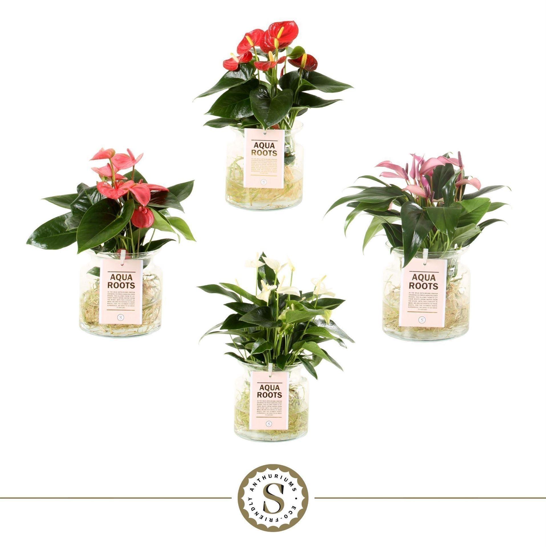 Горшечные цветы и растения оптом Anthurium Andr.   ...mix  3 от 3шт из Голландии с доставкой по России