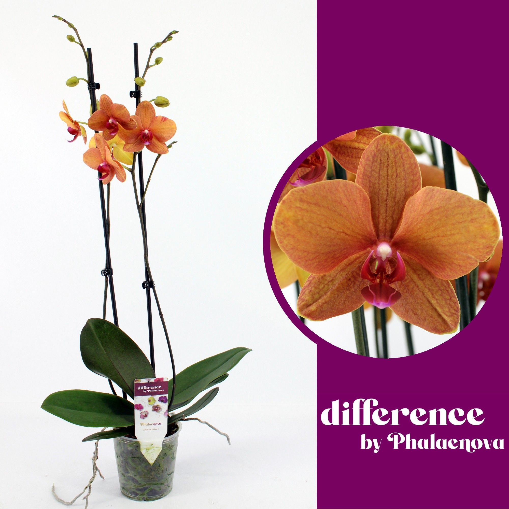 Горшечные цветы и растения оптом Phal 2st Golden Brick  18+ от 10шт из Голландии с доставкой по России