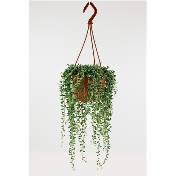 Горшечные цветы и растения оптом Senecio Herreianus от 6шт из Голландии с доставкой по России