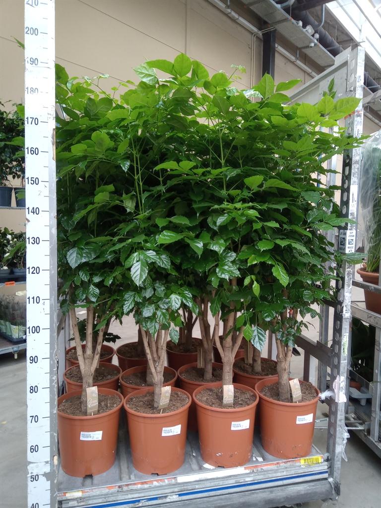 Горшечные цветы и растения оптом Radermachera Sinica от 1шт из Голландии с доставкой по России