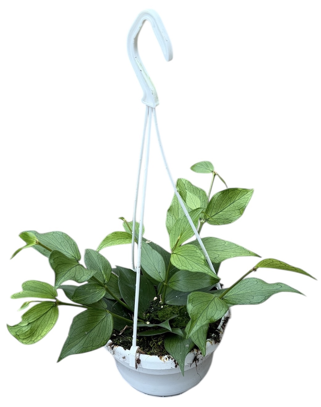 Горшечные цветы и растения оптом Hoya Polyneura от 1шт из Голландии с доставкой по России