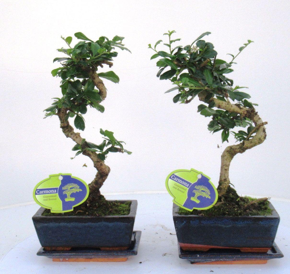 Горшечные цветы и растения оптом Bonsai Armona Macrophylla, 15cm., Shape, With Drip от 10шт из Голландии с доставкой по России
