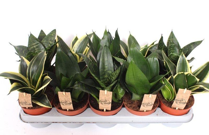 Горшечные цветы и растения оптом Sansevieria Hahnii Mix от 10шт из Голландии с доставкой по России