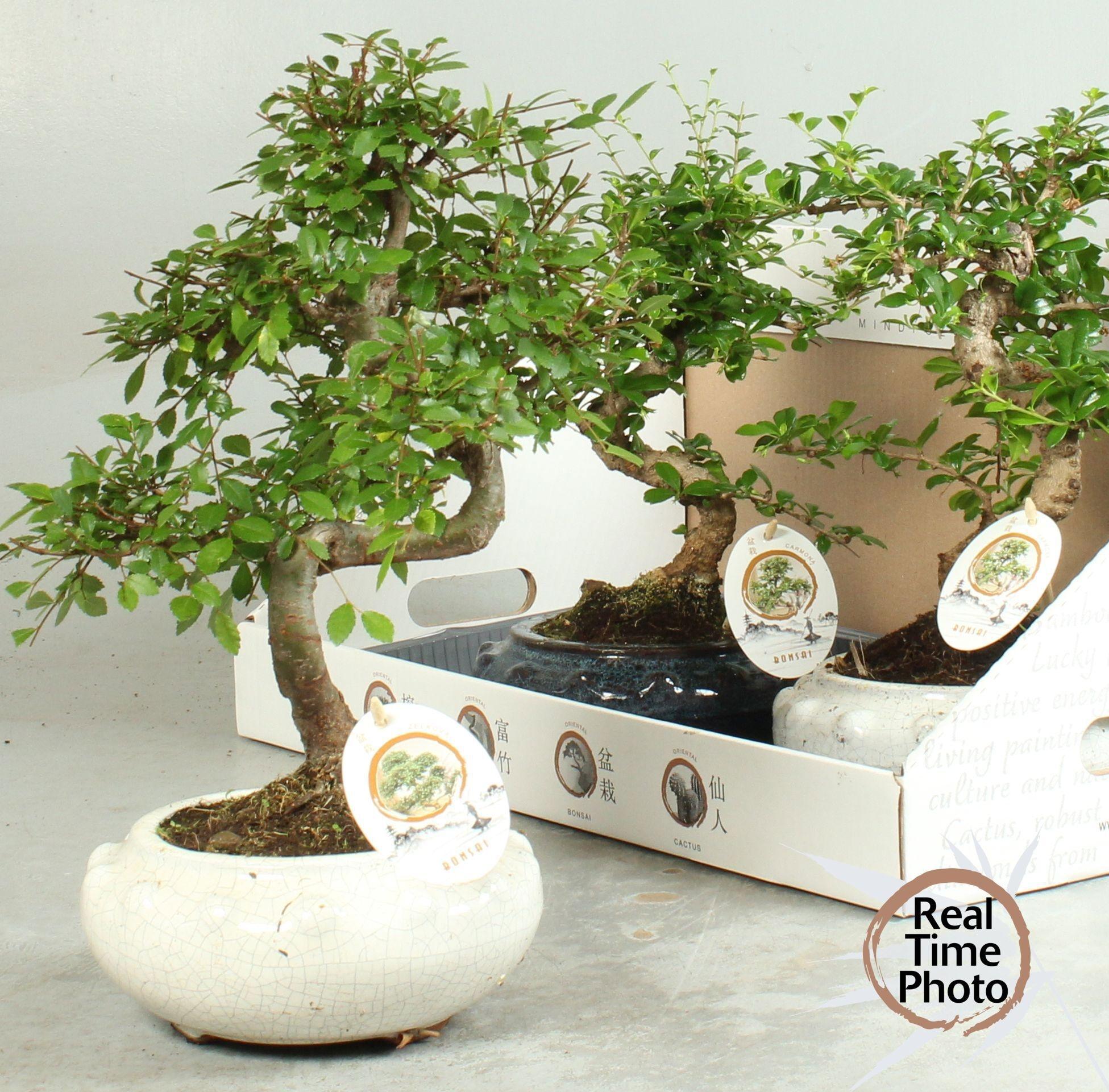 Горшечные цветы и растения оптом Bonsai Gem от 3шт из Голландии с доставкой по России