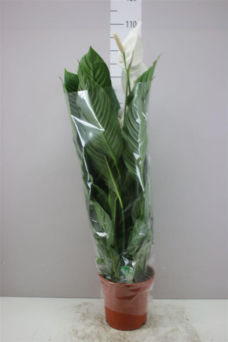Горшечные цветы и растения оптом Spathiphyllum Sweet Lauretta от 1шт из Голландии с доставкой по России