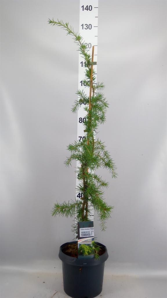 Горшечные цветы и растения оптом Cedrus Deodara pendula от 1шт из Голландии с доставкой по России