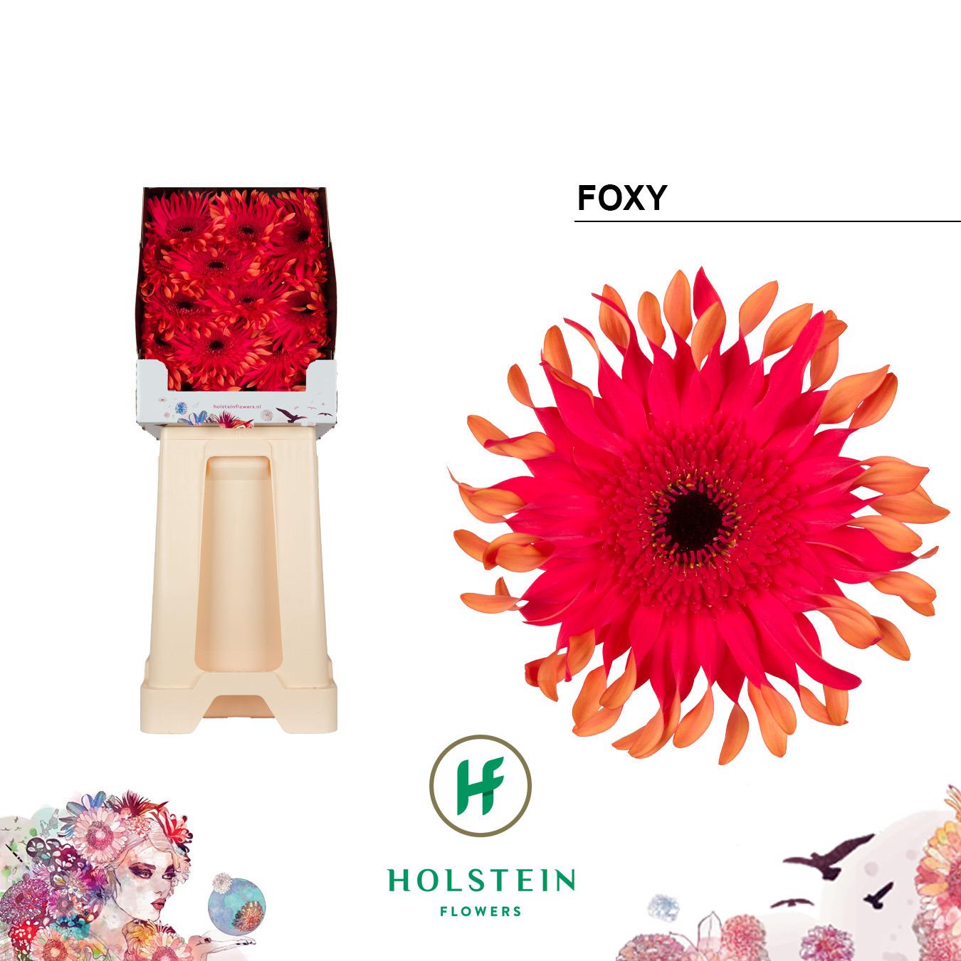 Срезанные цветы оптом Gerbera diamond gerpasta foxy от 45шт из Голландии с доставкой по России