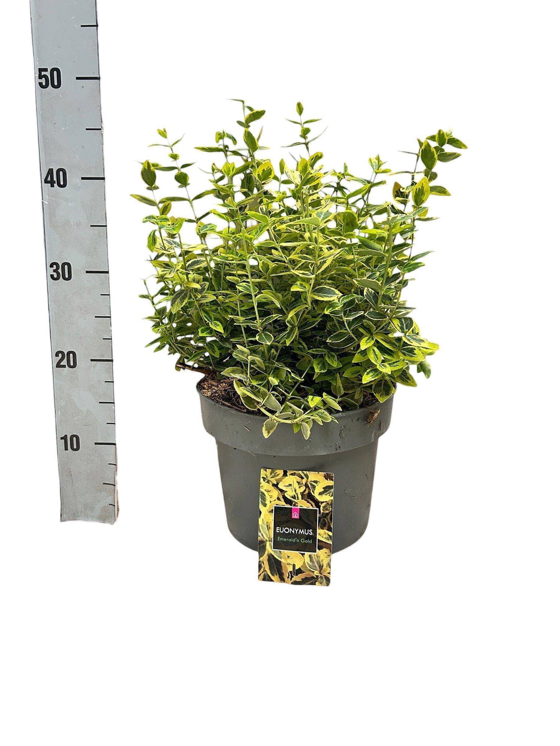 Горшечные цветы и растения оптом Euonymus Fo Em Gold от 1шт из Голландии с доставкой по России