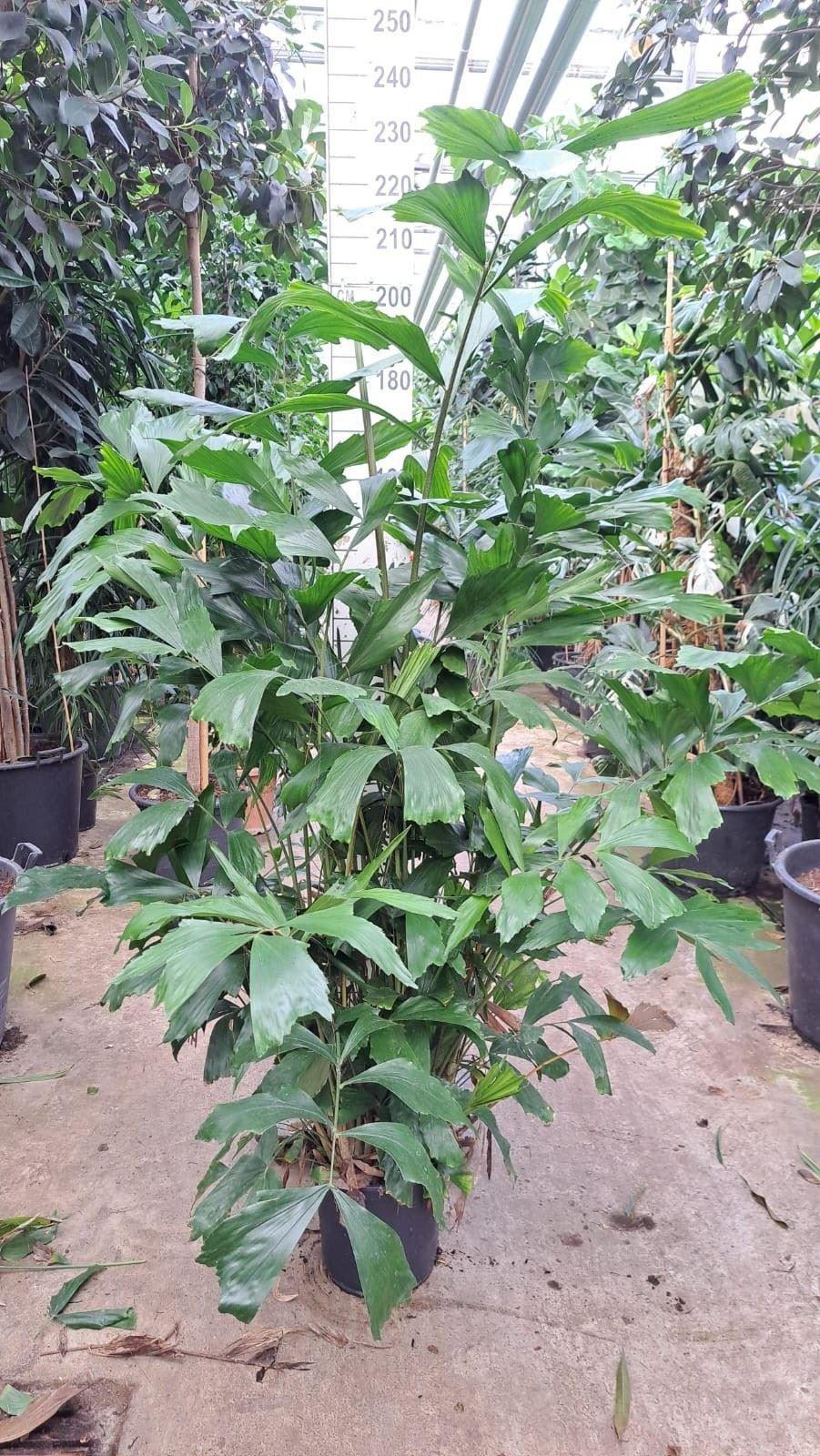 Горшечные цветы и растения оптом Caryota Mitis от 1шт из Голландии с доставкой по России