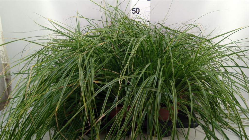 Горшечные цветы и растения оптом Carex Oshimensis everco Everlime от 6шт из Голландии с доставкой по России