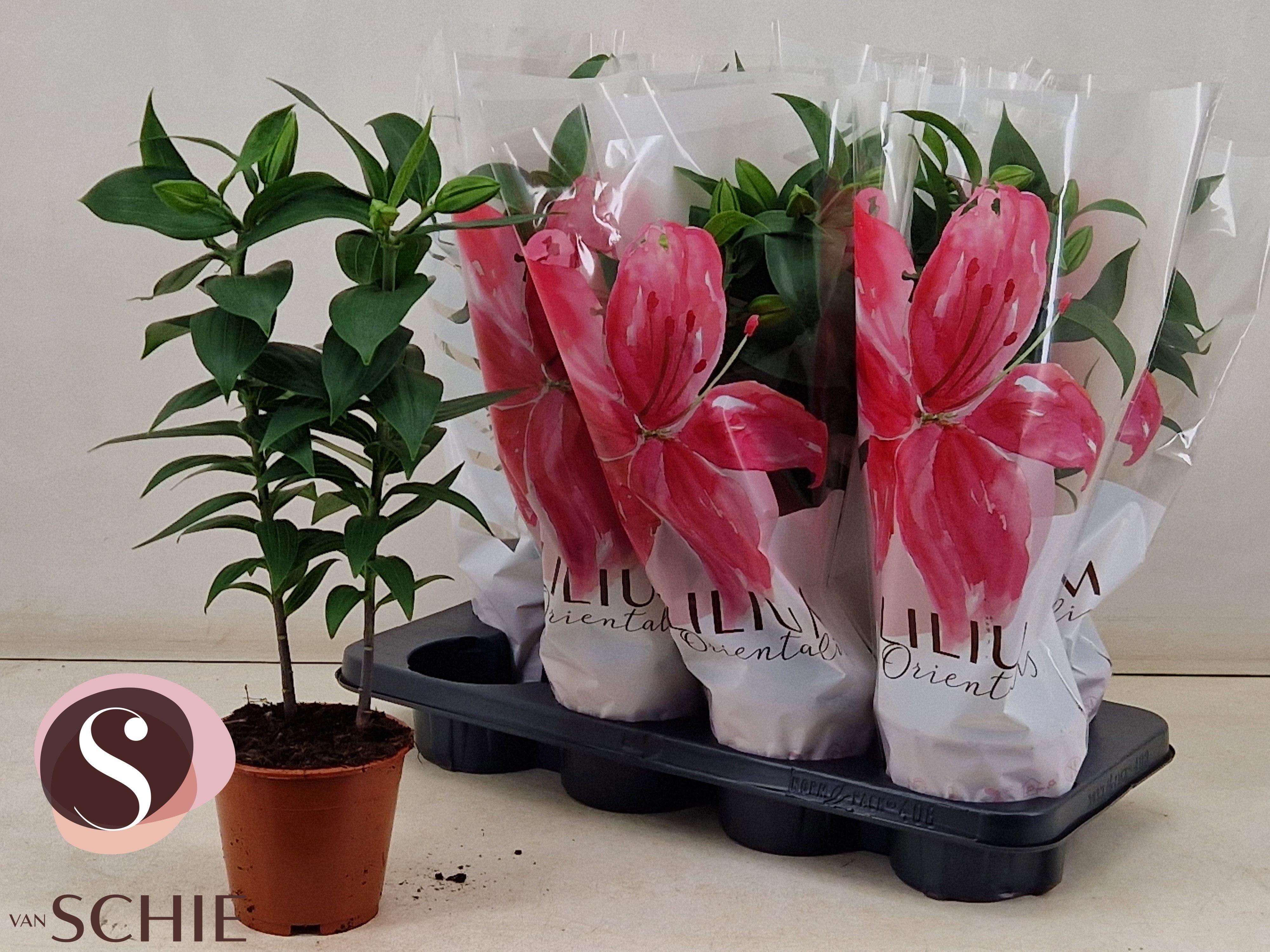 Горшечные цветы и растения оптом Lil Or Reeleeze от 8шт из Голландии с доставкой по России