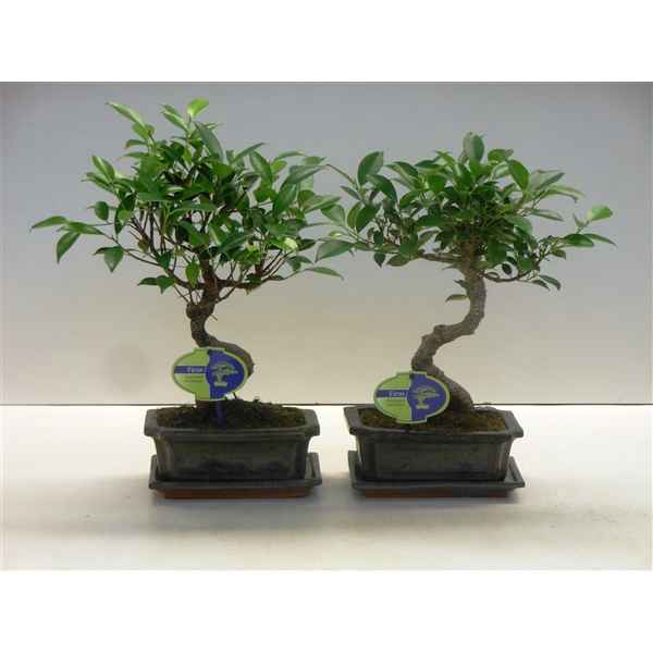 Горшечные цветы и растения оптом Bonsai Ficus Retusa, 20cm., Shape, With Drip Tray от 6шт из Голландии с доставкой по России