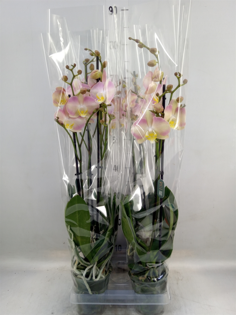 Горшечные цветы и растения оптом Phalaenopsis   ...rose от 4шт из Голландии с доставкой по России