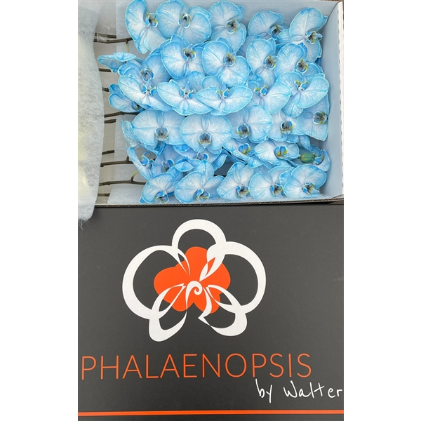 Срезанные цветы оптом Phalaenopsis paint blue dark от 5шт из Голландии с доставкой по России