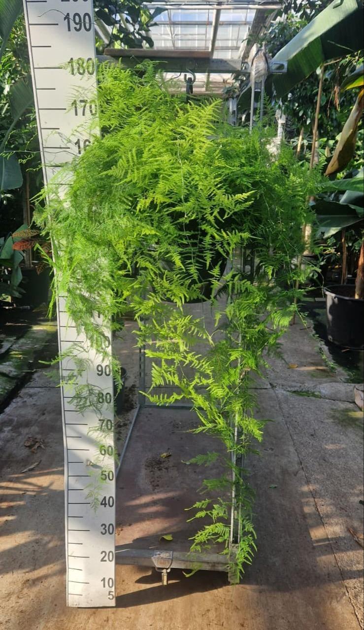 Горшечные цветы и растения оптом Asparagus Setaceus Hangplant Xl от 1шт из Голландии с доставкой по России