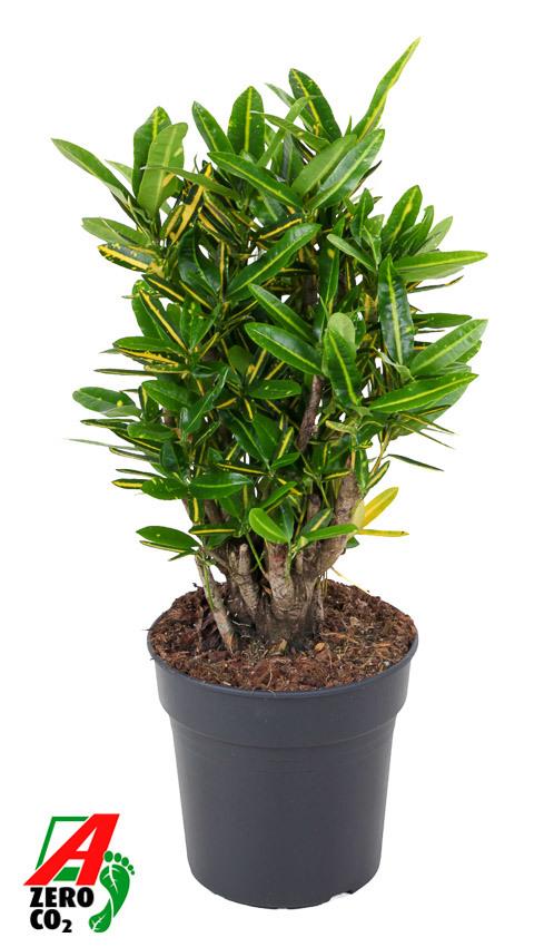 Горшечные цветы и растения оптом Codiaeum Sunny Star Branched от 1шт из Голландии с доставкой по России