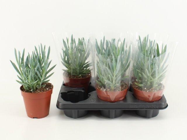 Горшечные цветы и растения оптом Curio Fic Mt Everest от 6шт из Голландии с доставкой по России