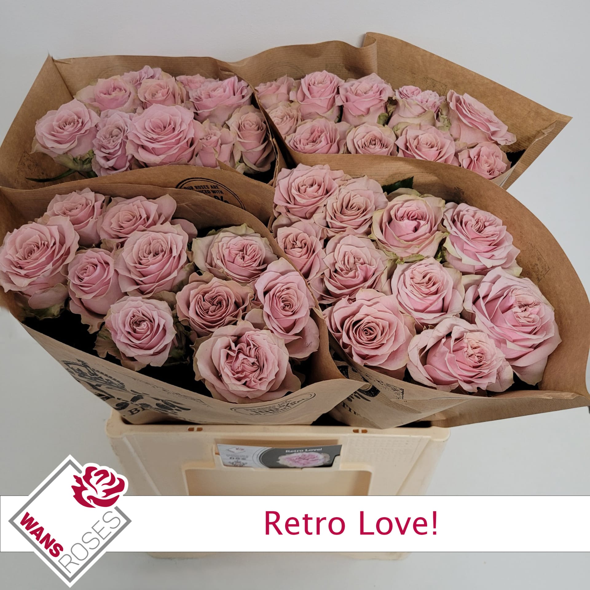Срезанные цветы оптом Rosa garden retro love! от 40шт из Голландии с доставкой по России