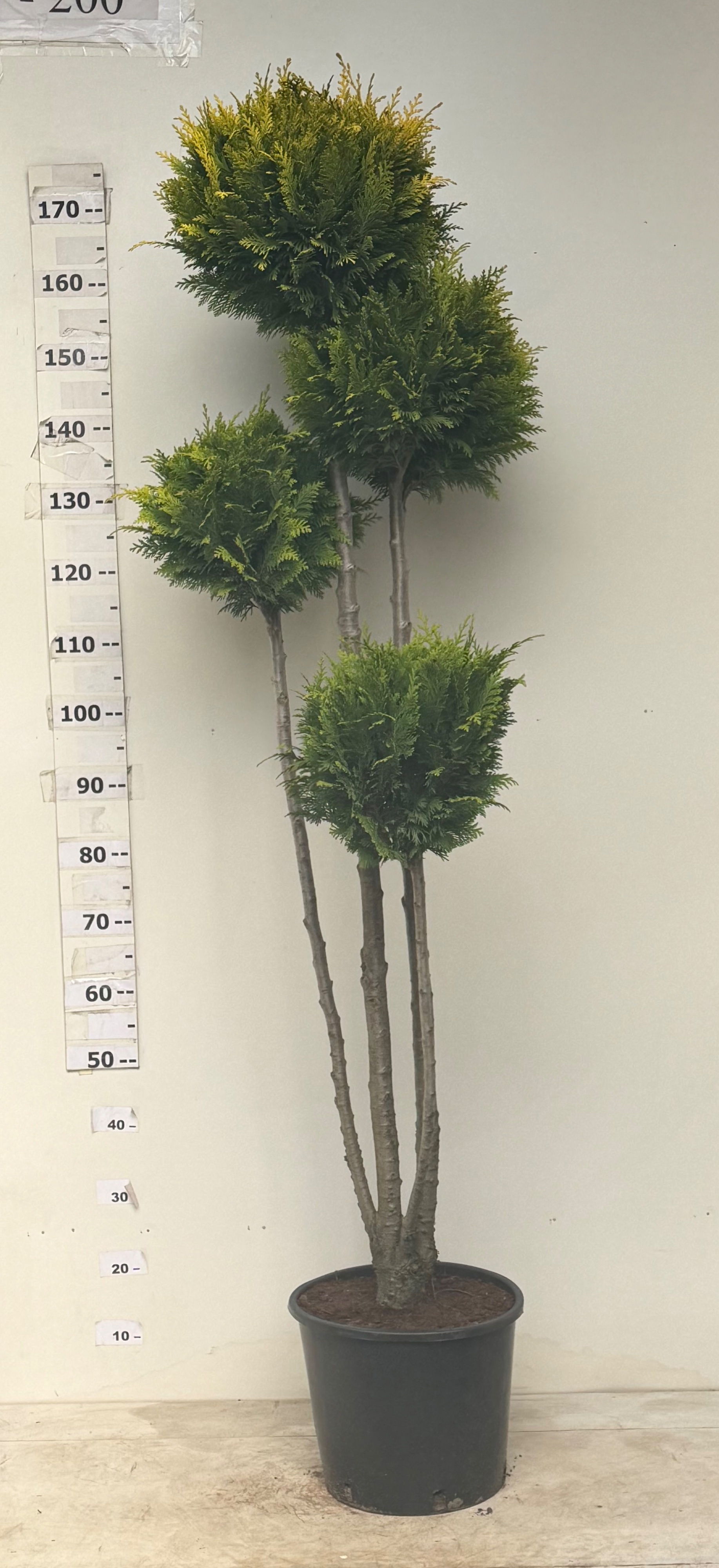 Горшечные цветы и растения оптом Cham L Stardust от 1шт из Голландии с доставкой по России