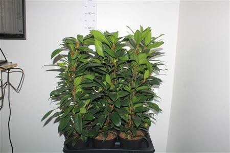 Горшечные цветы и растения оптом Fic Americana Guian от 6шт из Голландии с доставкой по России