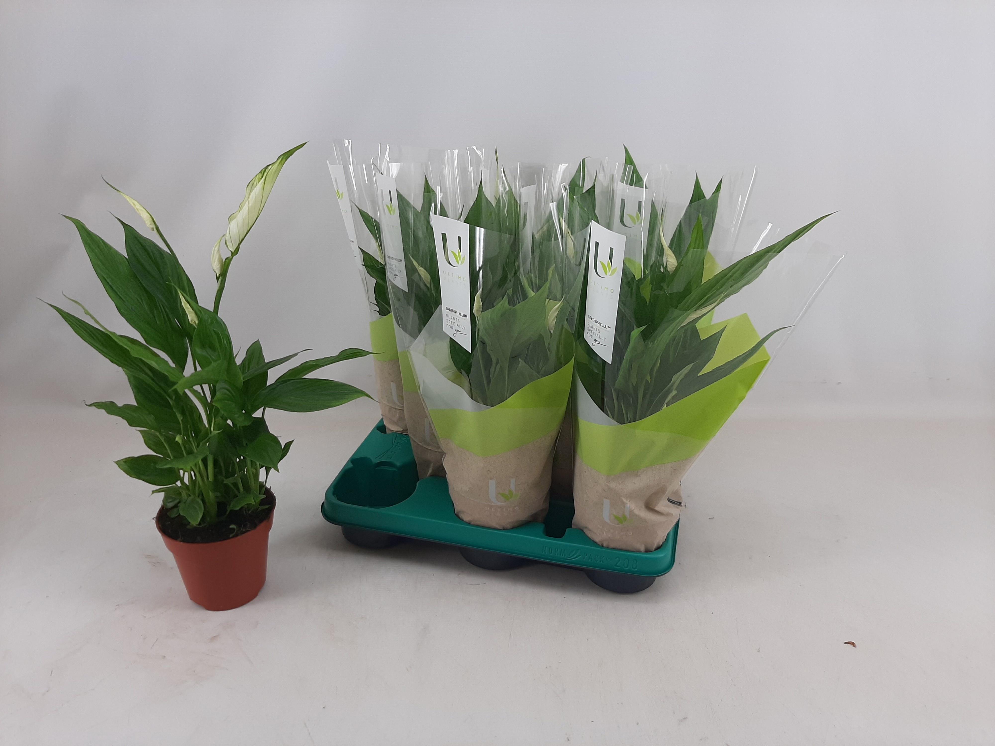 Горшечные цветы и растения оптом Spath Torelli от 8шт из Голландии с доставкой по России