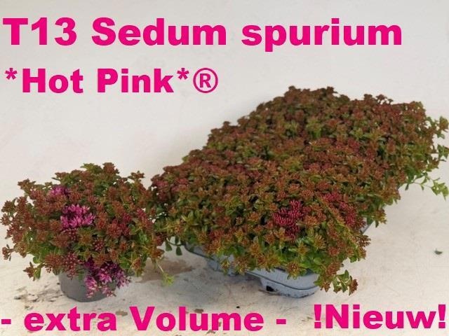 Горшечные цветы и растения оптом Sedum Spurium от 6шт из Голландии с доставкой по России