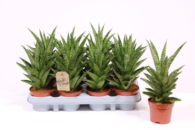 Горшечные цветы и растения оптом Sansevieria Tough Lady от 12шт (для телеги) из Голландии с доставкой по России