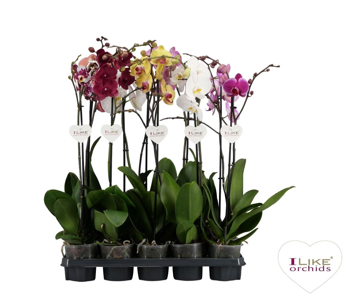 Горшечные цветы и растения оптом Phal 1st Mix 9+ (levo) от 10шт из Голландии с доставкой по России