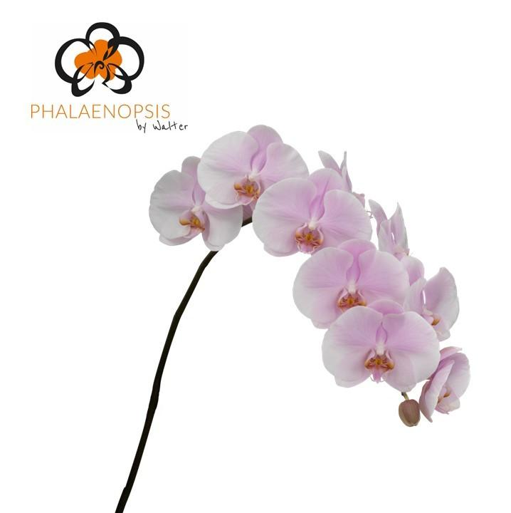 Срезанные цветы оптом Phalaenopsis tikal (per stem) от 12шт из Голландии с доставкой по России