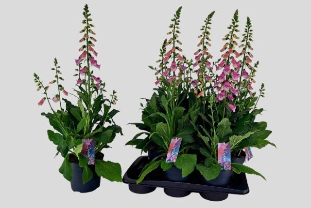 Горшечные цветы и растения оптом Digi Panther от 6шт из Голландии с доставкой по России