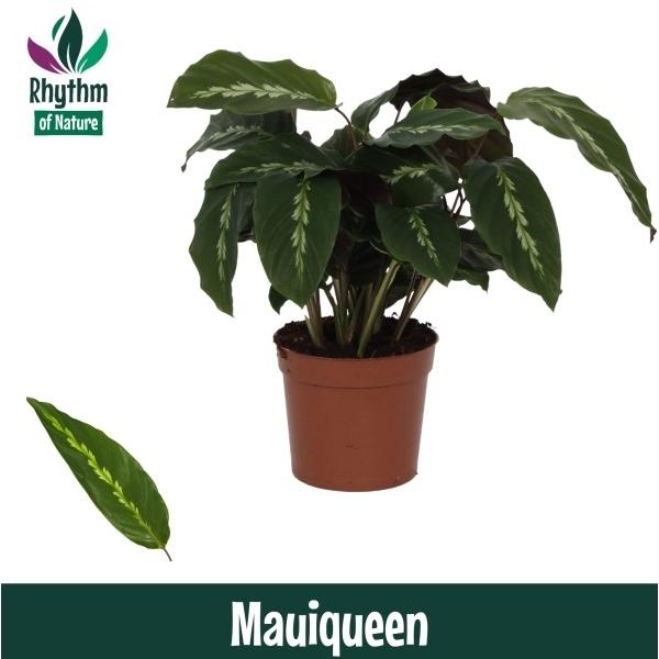 Горшечные цветы и растения оптом Calathea Mauiqueen Rhythm Of Nature от 10шт из Голландии с доставкой по России