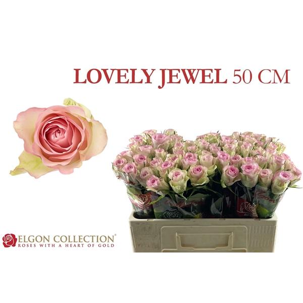 Срезанные цветы оптом Rosa large lovely jewel от 440шт из Голландии с доставкой по России
