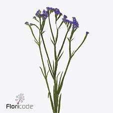 Срезанные цветы оптом Statice levis wings от 50шт из Голландии с доставкой по России