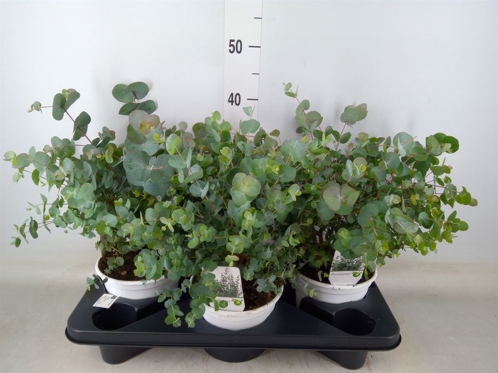 Горшечные цветы и растения оптом Eucalyptus от 3шт из Голландии с доставкой по России