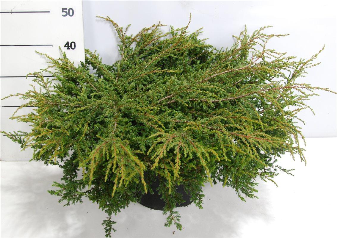 Горшечные цветы и растения оптом Juniperus Comm Repanda от 1шт из Голландии с доставкой по России