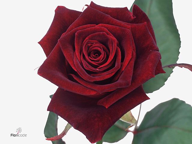 Срезанные цветы оптом Rosa ec black baccara от 25шт. из Голландии с доставкой по России