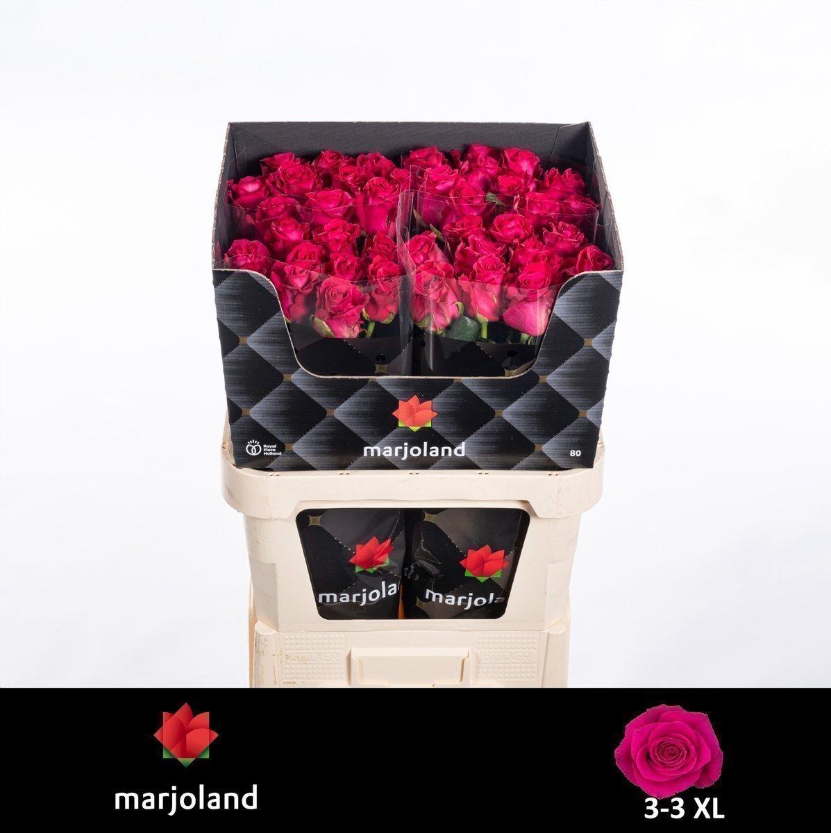 Срезанные цветы оптом Rosa large xoch! от 40шт из Голландии с доставкой по России