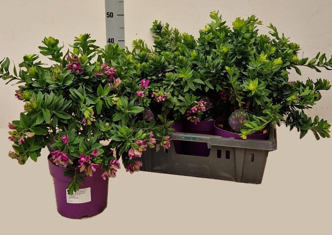 Горшечные цветы и растения оптом Polyga Myrtifolia от 5шт из Голландии с доставкой по России