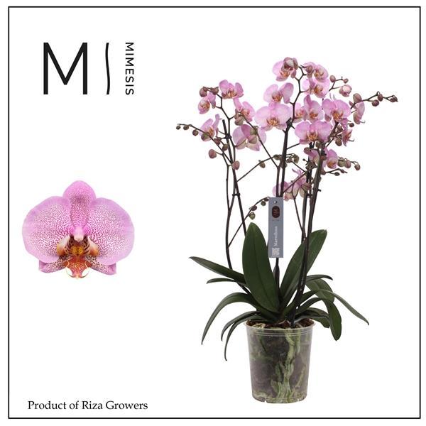 Горшечные цветы и растения оптом Phal 4st Marvellous Pink Special 50+ (orchid Growe от 2шт из Голландии с доставкой по России