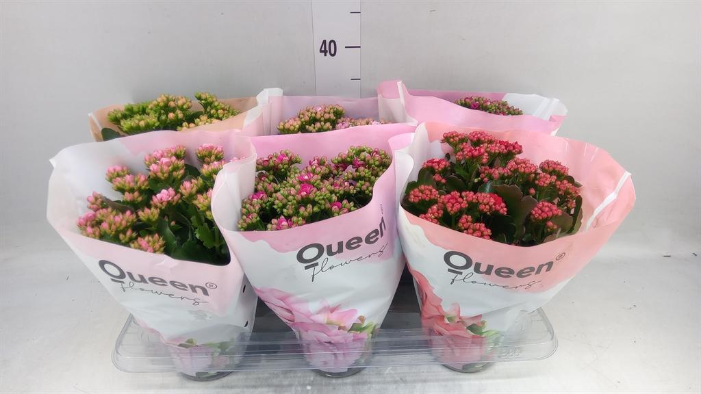 Горшечные цветы и растения оптом Kalanchoe Blos.   ..rosebud Mix Gr от 6шт из Голландии с доставкой по России
