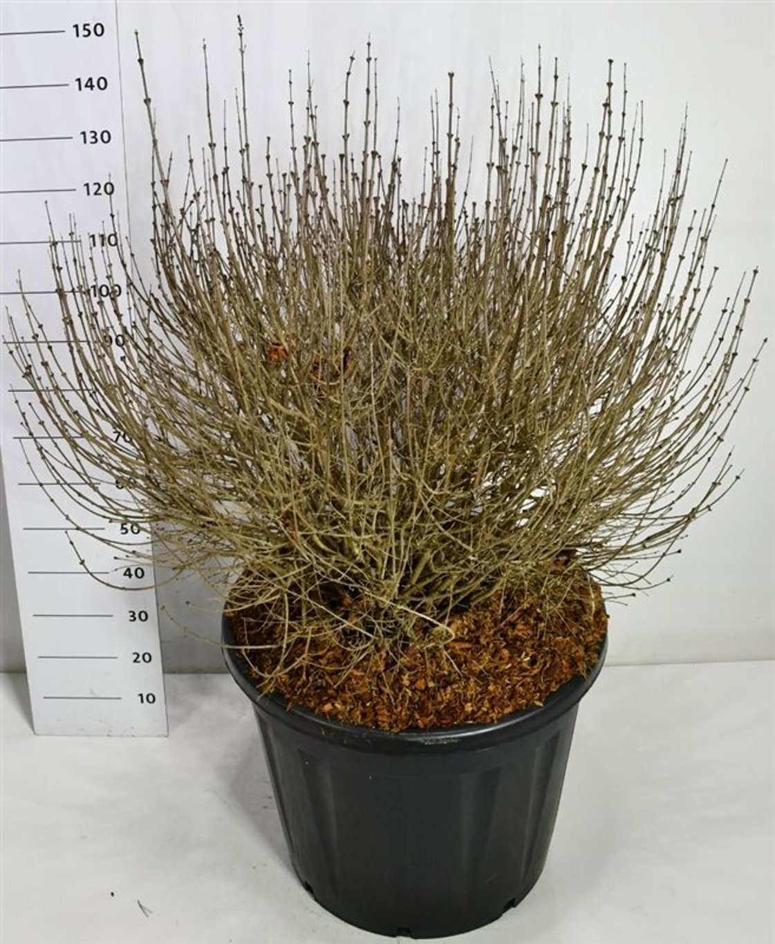 Горшечные цветы и растения оптом Syringa Meyeri Palibin от 1шт из Голландии с доставкой по России