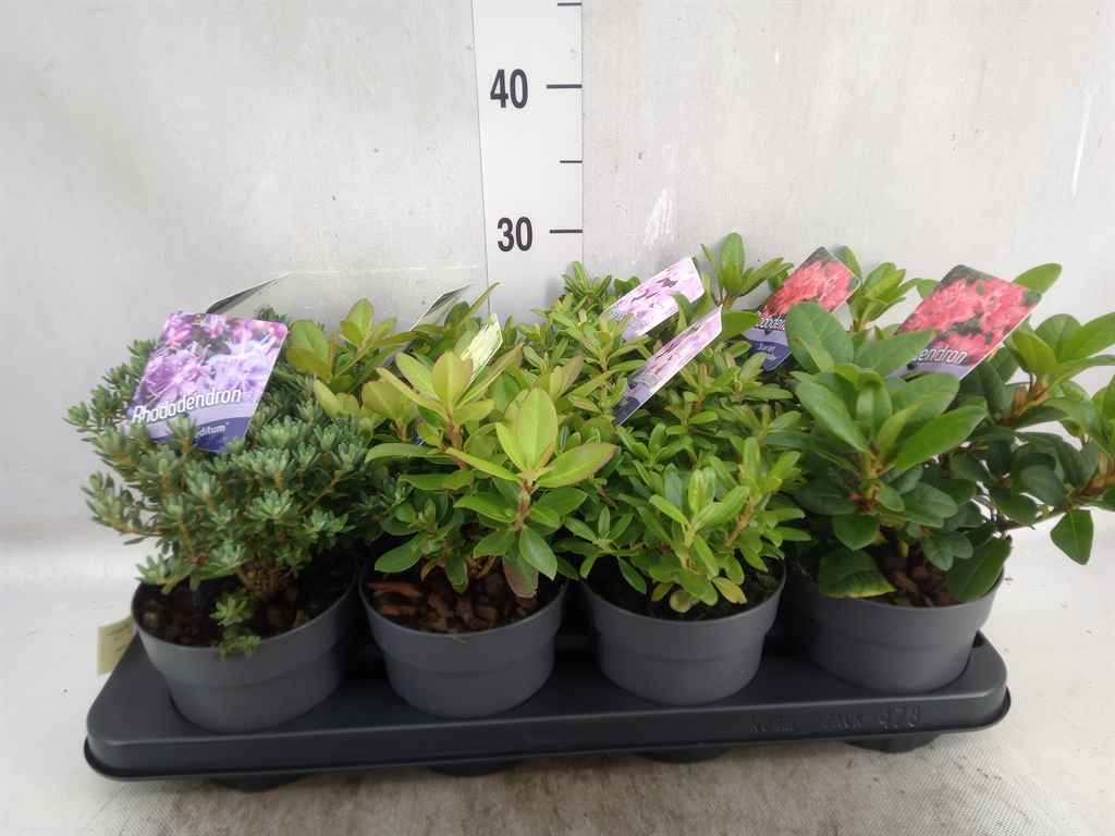 Горшечные цветы и растения оптом Rhododendron   ...dwarf Shapes от 8шт из Голландии с доставкой по России