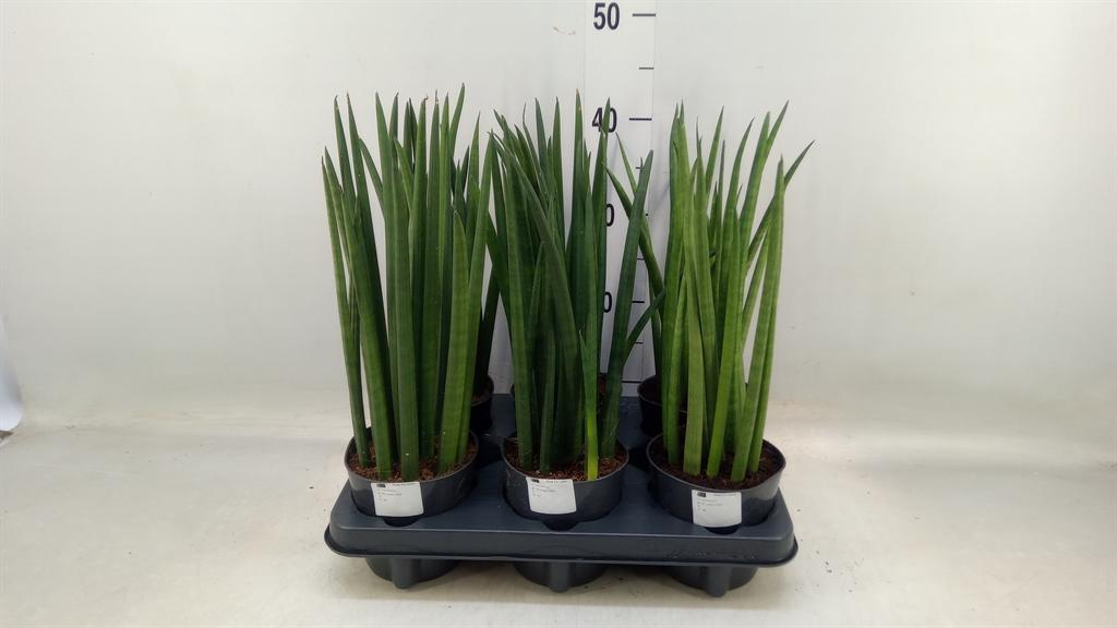 Горшечные цветы и растения оптом Sansevieria Cylindrica Rocket от 6шт из Голландии с доставкой по России