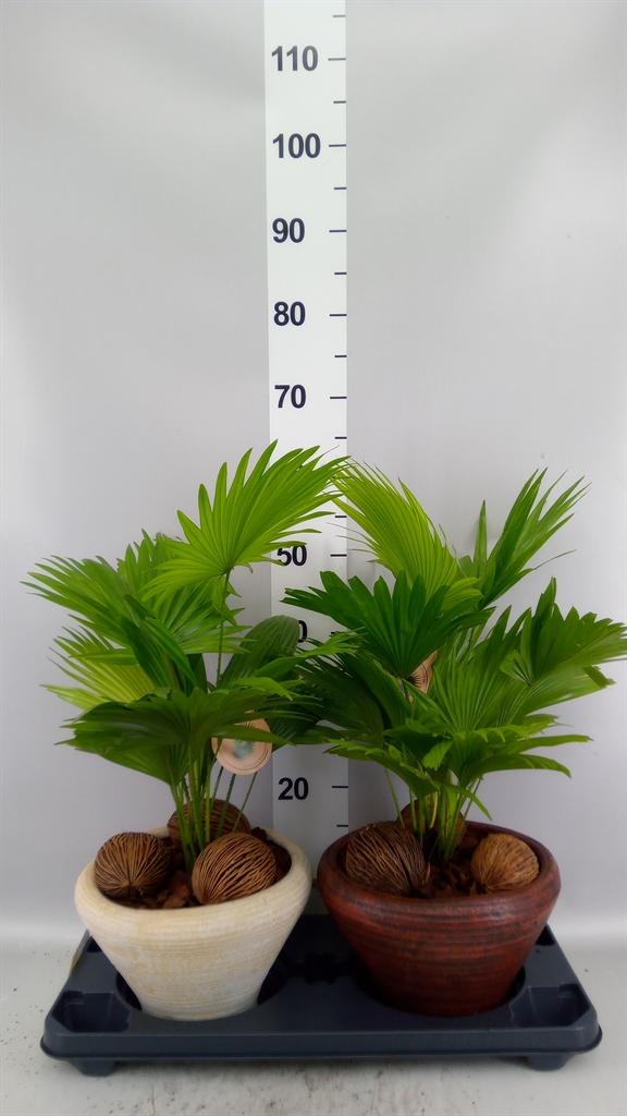 Горшечные цветы и растения оптом Livistona Rotundifolia от 2шт из Голландии с доставкой по России