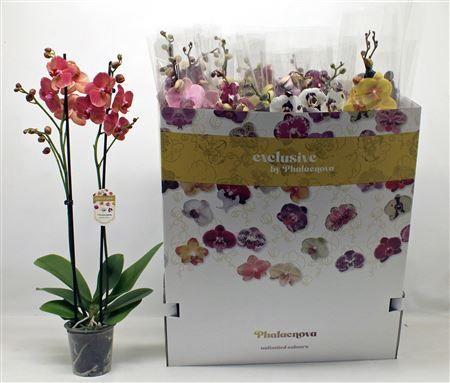 Горшечные цветы и растения оптом Phal Gem 10 Kl 2 Branches 16+ от 12шт из Голландии с доставкой по России