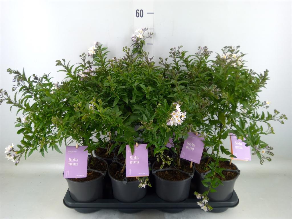 Горшечные цветы и растения оптом Solanum Jasminoides от 7шт из Голландии с доставкой по России Горшечные цветы и растения оптом Solanum Jasminoides от 7шт из Голландии с доставкой по России